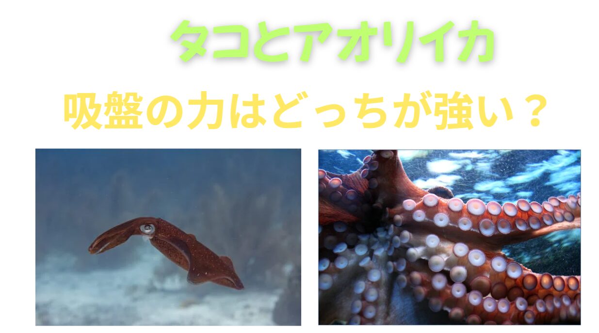 タコもアオリイも視力がいい。どちらがよく見える？見え方に違いがある？釣太郎