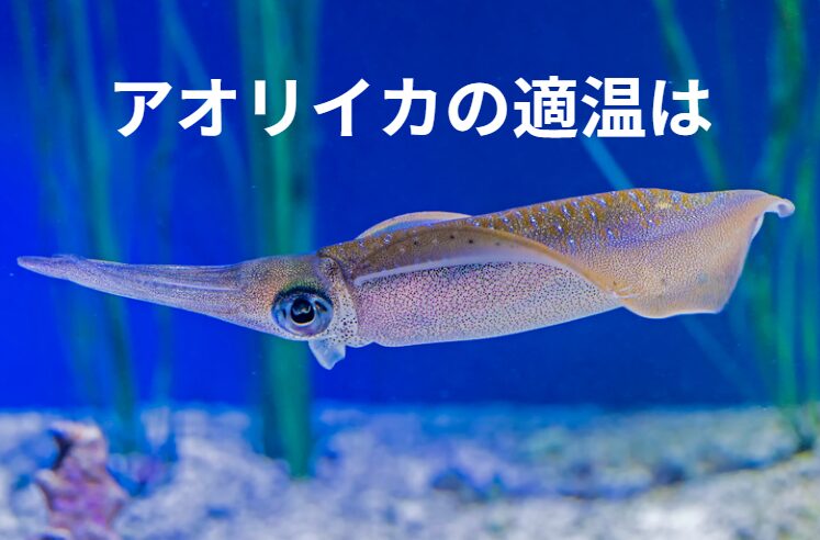 アオリイカが好む海水温度は、16℃から28℃程度。釣太郎