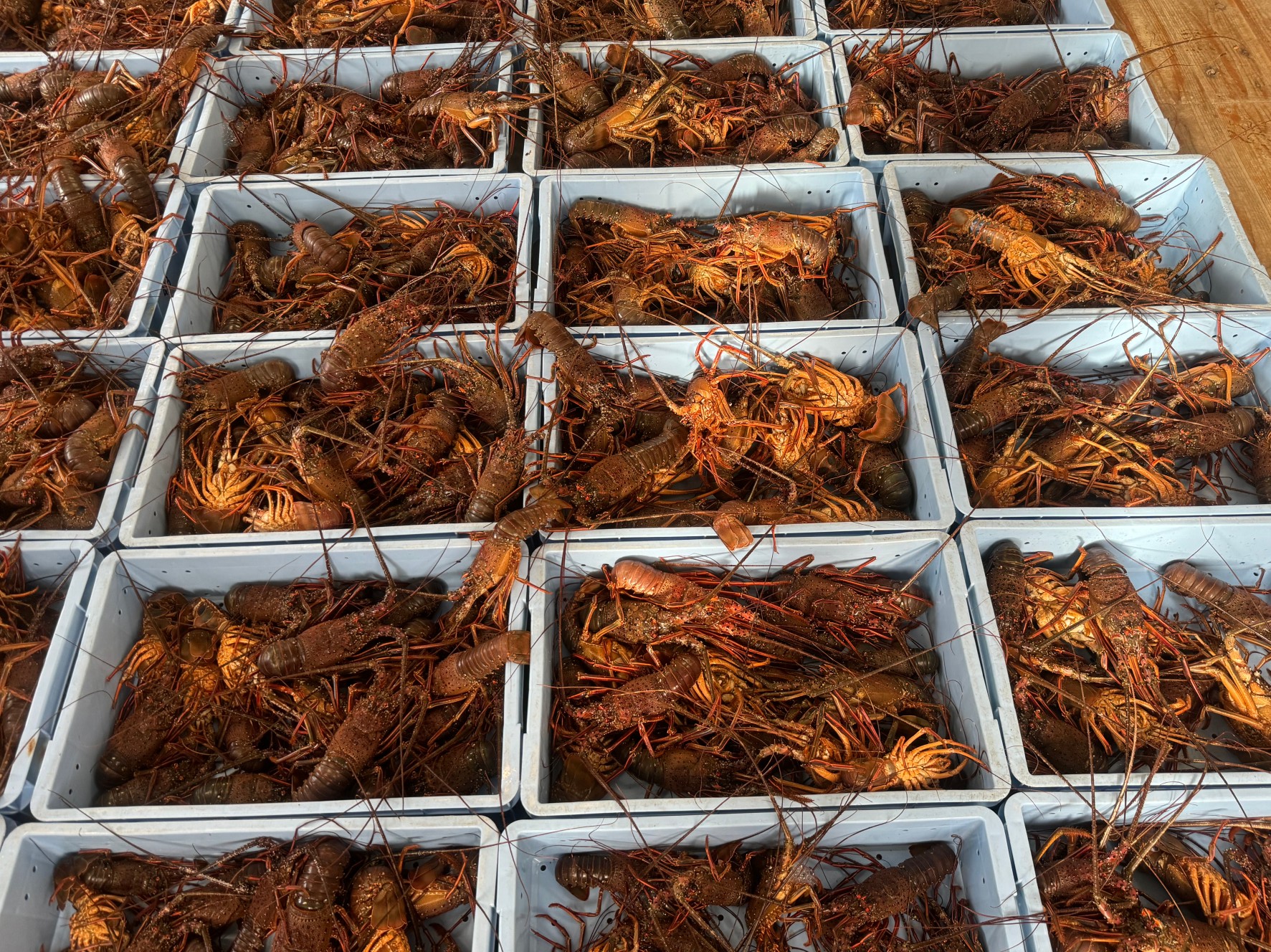 海老網漁が始まりました。イセエビ水揚げされています。2024年9月17日。釣太郎