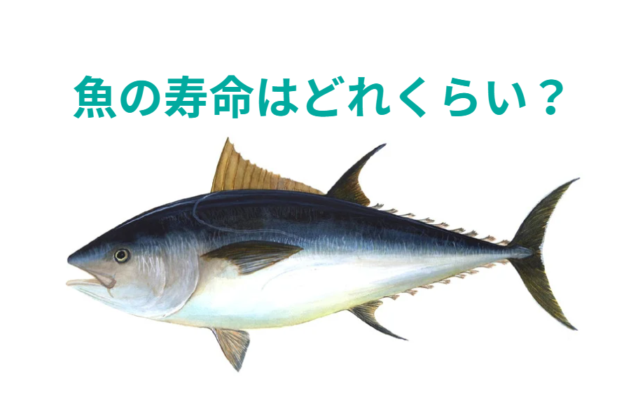 魚の寿命はどれ悔いらは幅がある？釣太郎