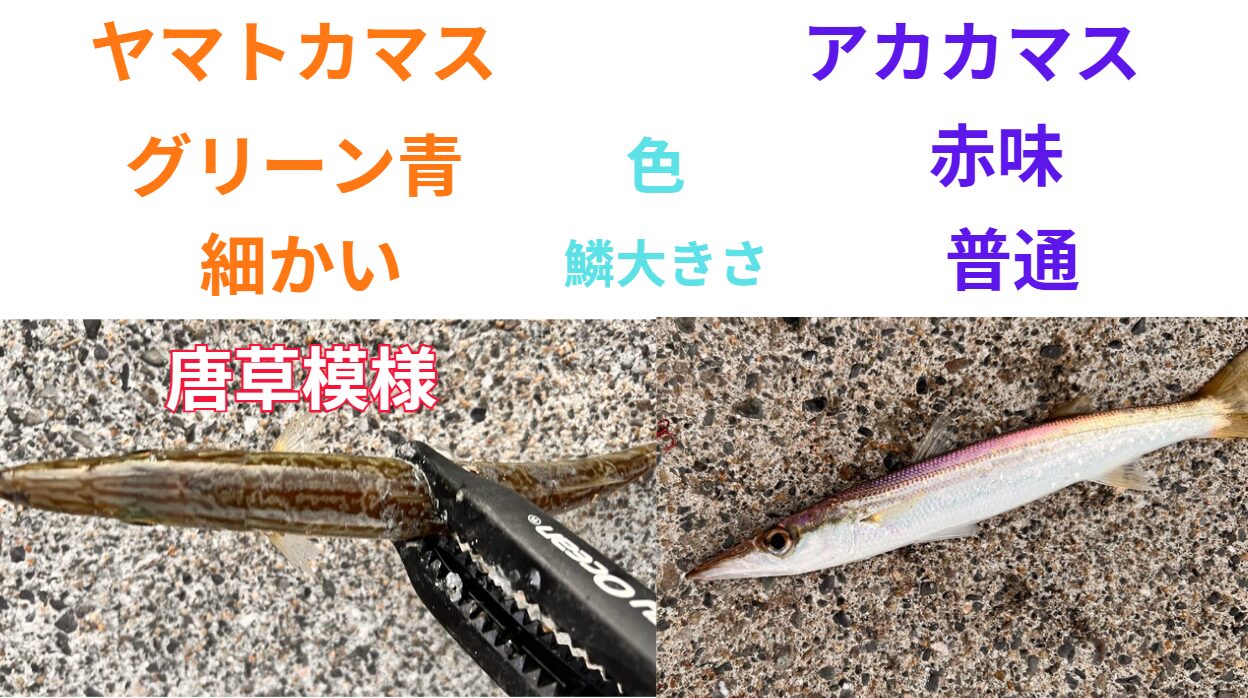 秋に堤防から釣れる、ヤマトカマスとアカカマス。見分け方説明。釣太郎