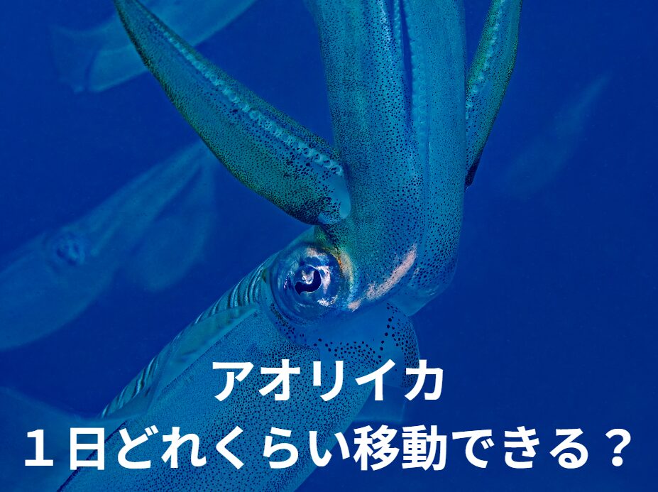 アオリイカは1日同じ場所に居ることもあるのか?1日でどれくらい移動できる?釣太郎