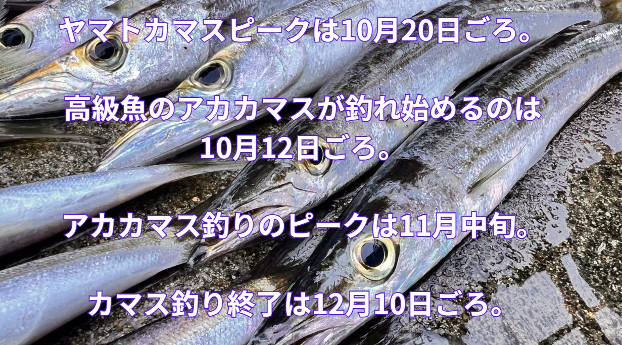 和歌山南紀秋のカマス釣りの昨年実績の予定表。釣太郎