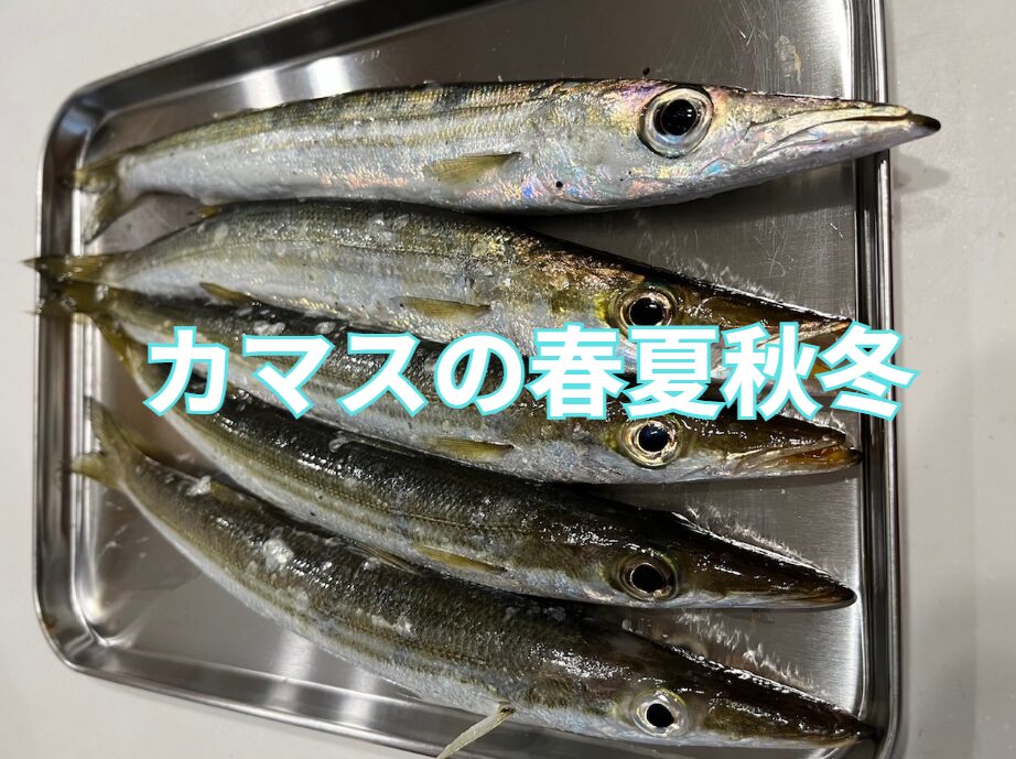 秋魚カマス。他のシーズンはどこにいる?釣太郎