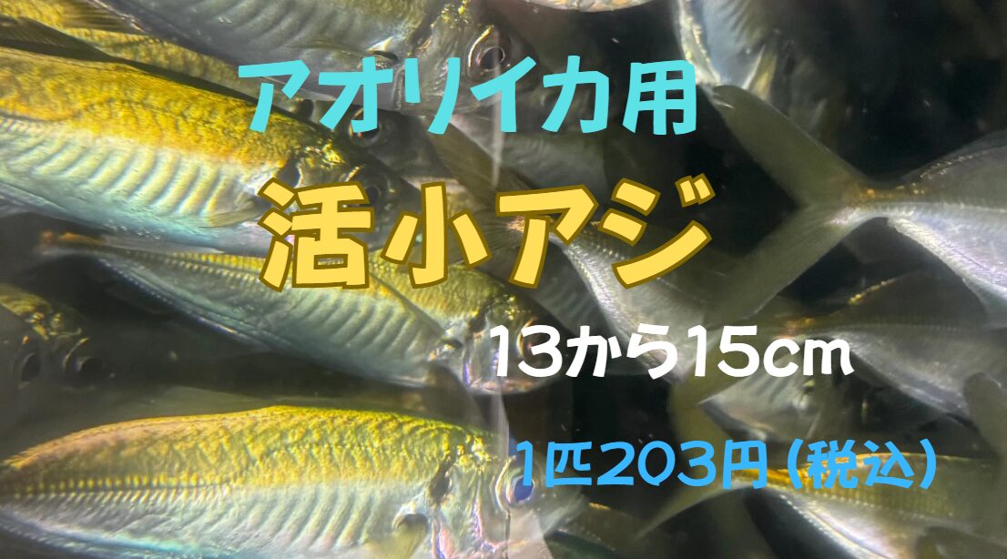 活小アジは15センチ弱程度のサイズ。アオリイカ釣りにも使えます。釣太郎