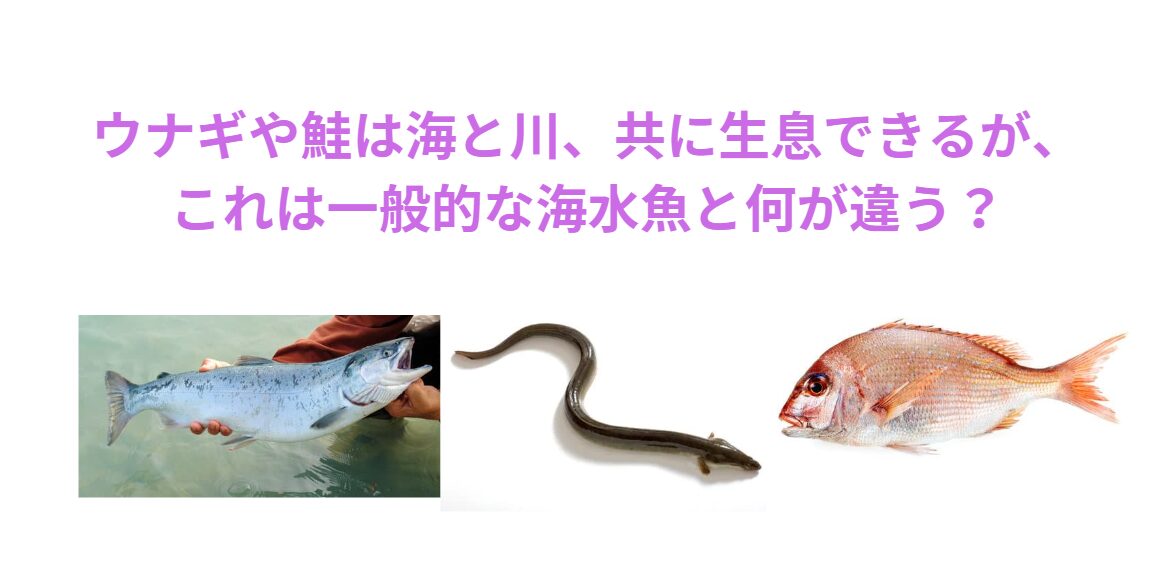 ウナギや鮭は海と川、共に生息できるが、これは一般的な海水魚とどこが違う？　釣太郎