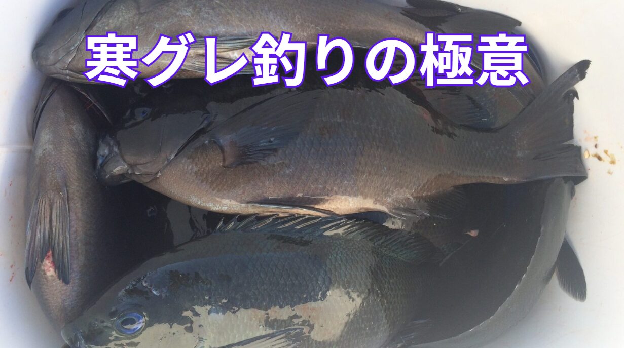 寒グレ（メジナ）釣りの極意とは？釣太郎