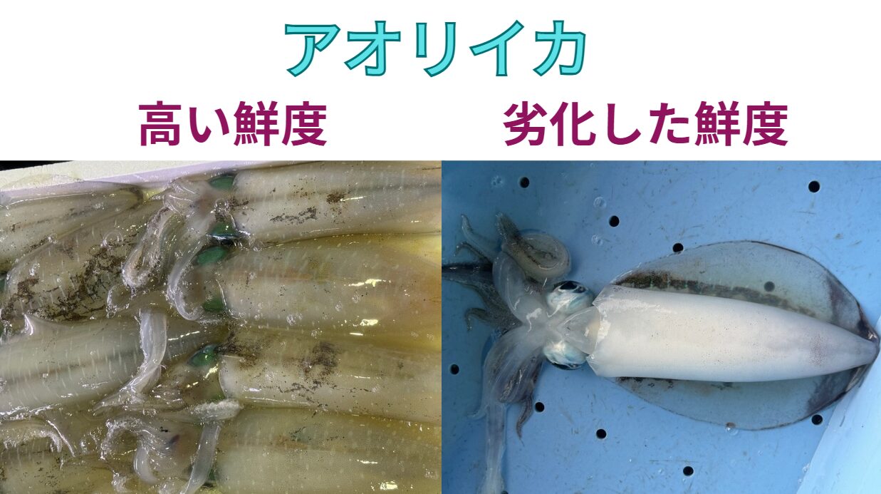 アオリイカは鮮度が高い時は透明だが、時間経過とともに白くなる理由説明。釣太郎