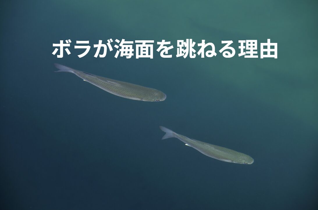 ボラが海面をジャンプする理由説明。釣太郎