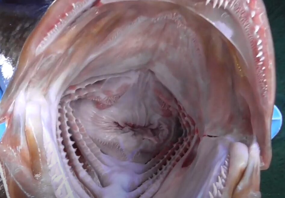 代表的なフィッシュイーター（肉食魚）クエの口腔内構造についてのご説明。釣太郎