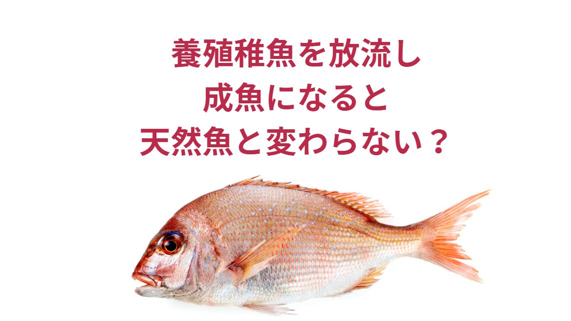 養殖稚魚を放流し成魚になると、ほぼ天然魚と変わらない？天然魚との交尾もある？釣太郎