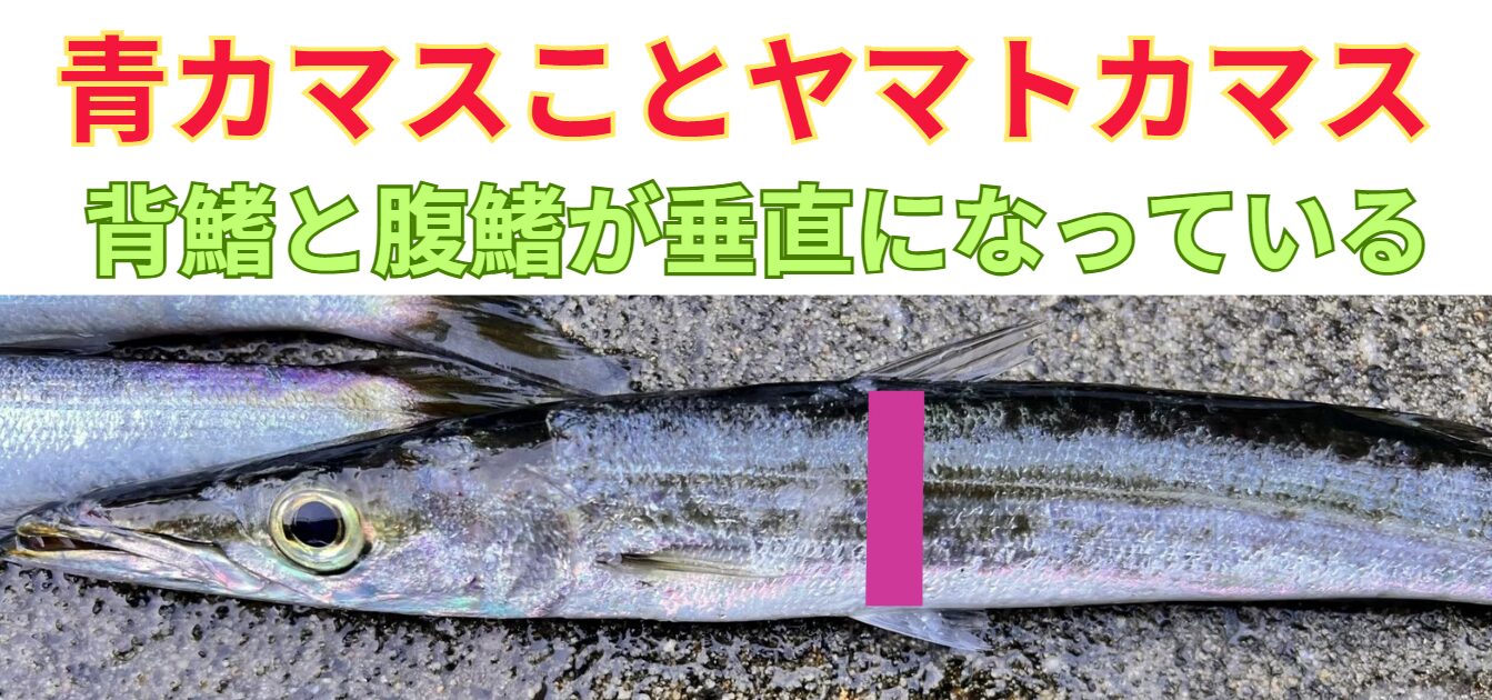 アオカマスとも呼ばれるヤマトカマス。グリーン系でアカカマスと対比されることも多いが、流通していカマスの大半はコレ。特徴のご紹介。釣太郎