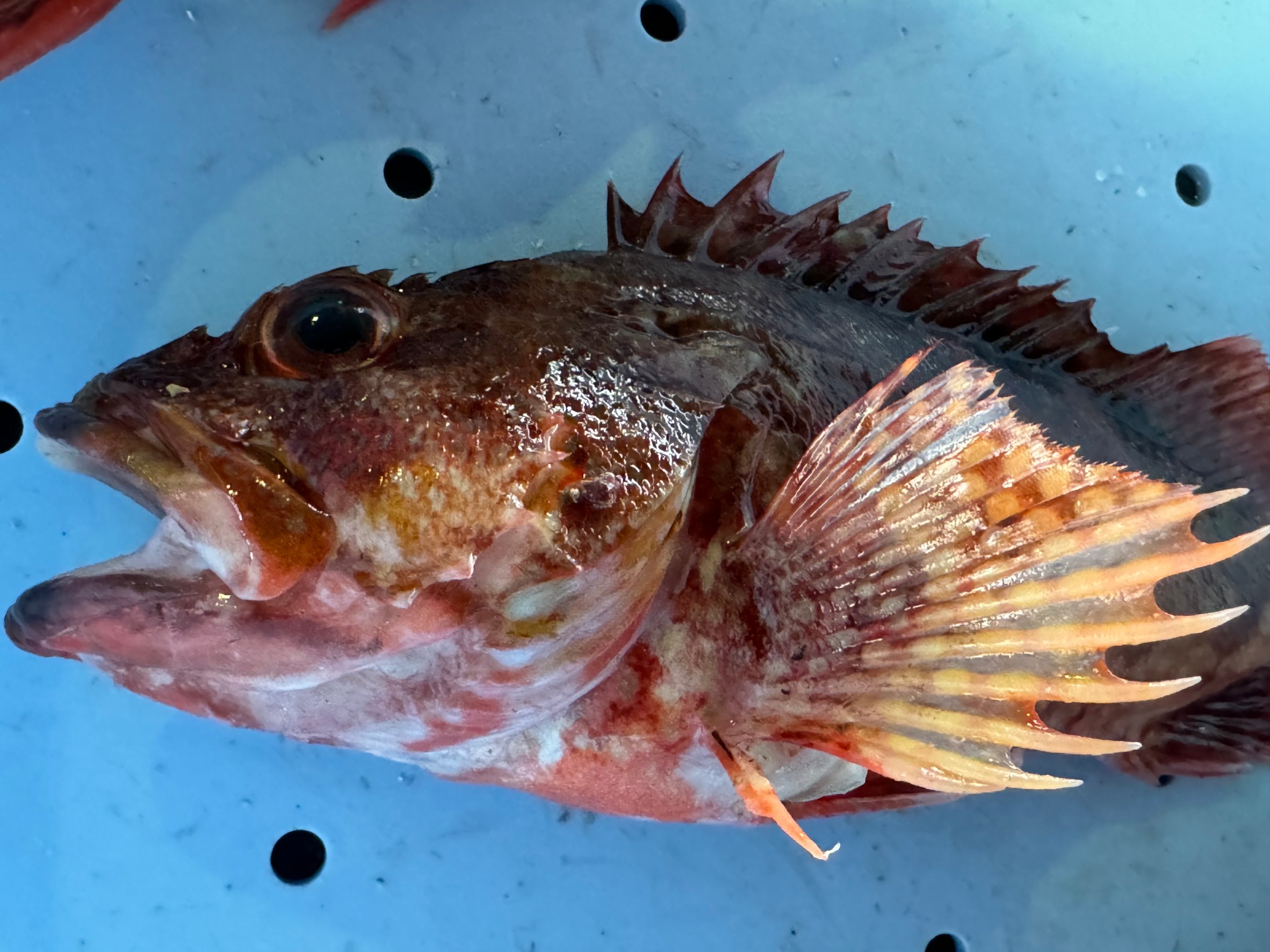 魚が口を開いているのは、息絶える瞬間に、呼吸を試みた結果なので、鮮度が高い。釣太郎