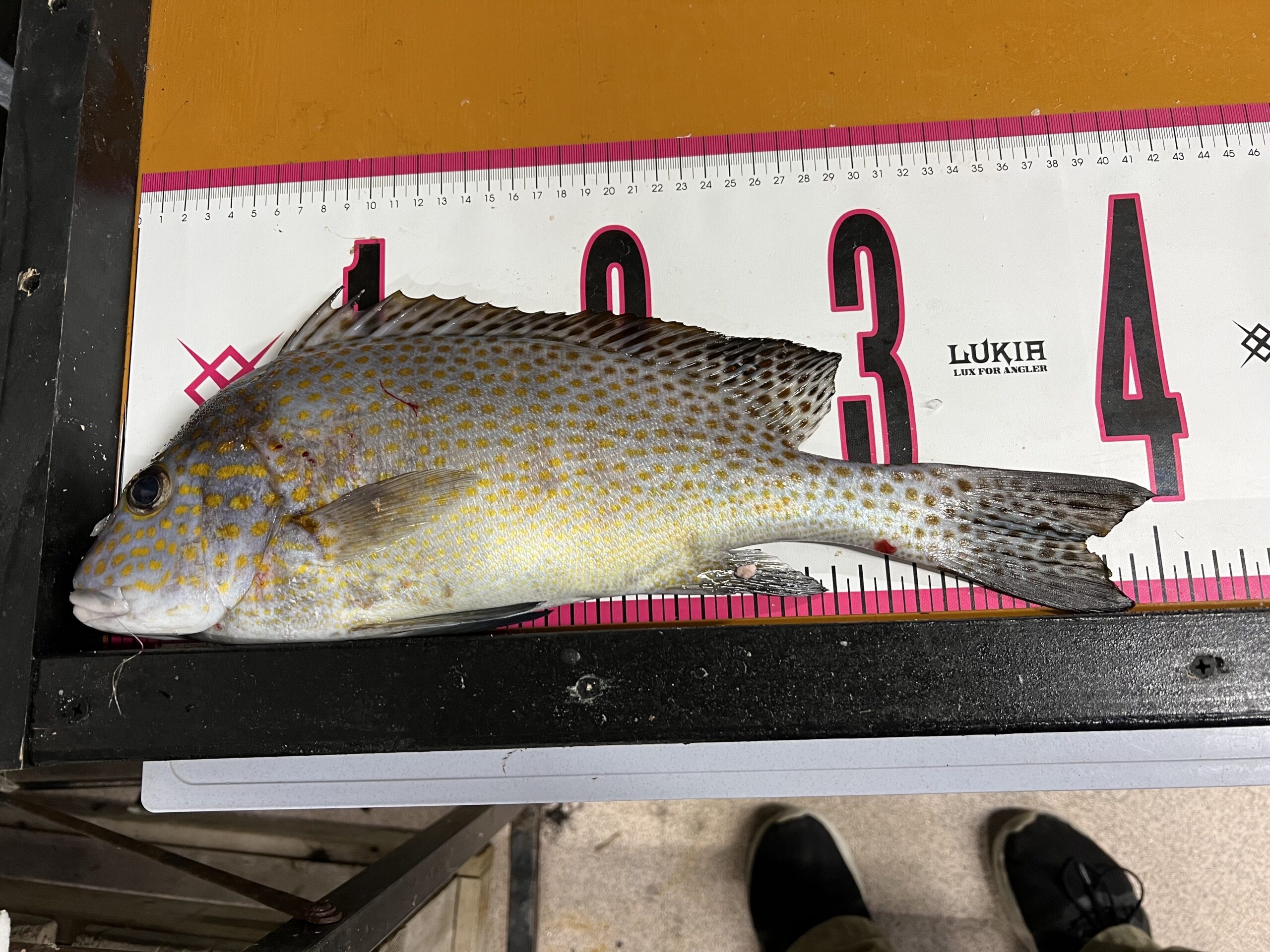 大型コロダイ狙うなら和歌山みなべ町田辺市がベストポイント。釣太郎