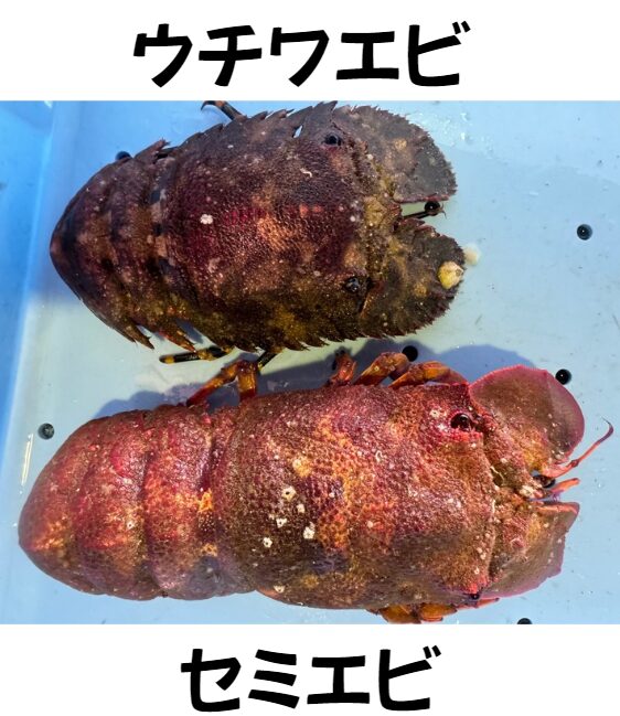 個性的な海老、セミエビとウチワエビの特徴説明。釣太郎