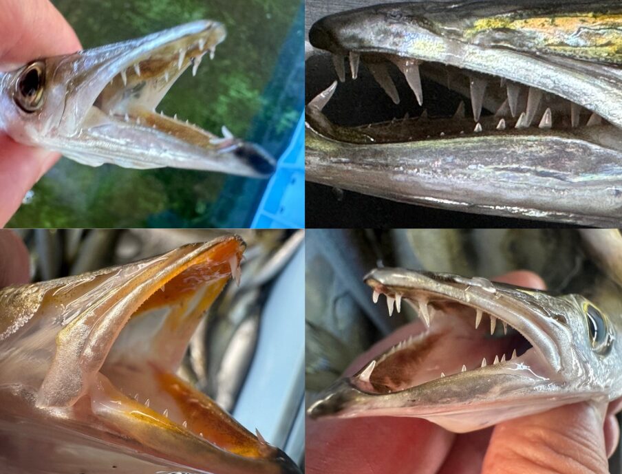 カマス釣った時は、歯はくれぐれもご注意ください。結構痛くて血が出ます。釣太郎