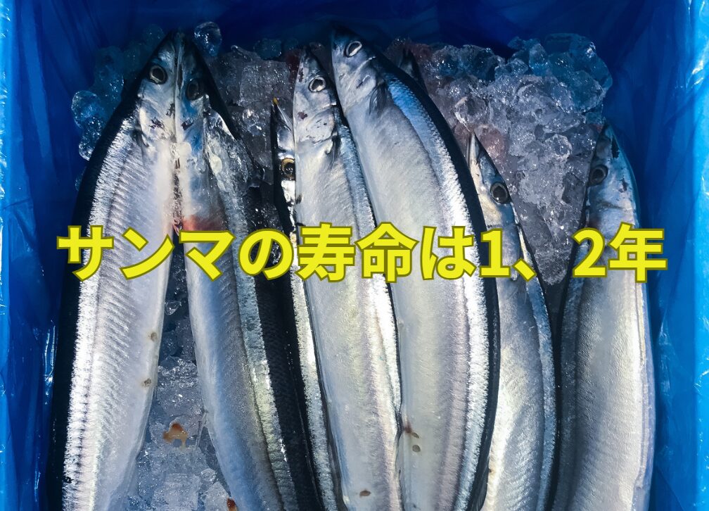 サンマの寿命は1.2年と言われています。釣太郎