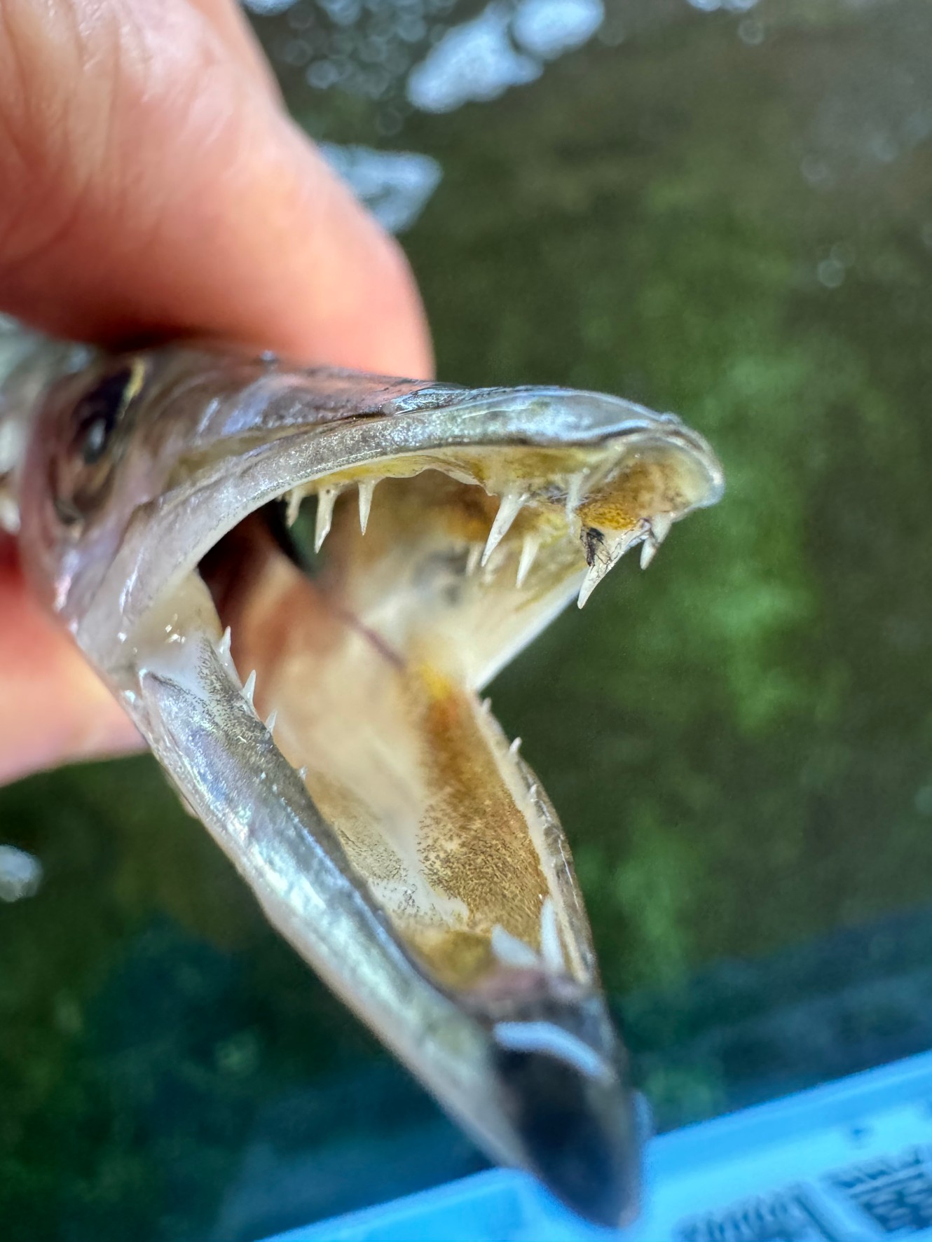 歯が鋭い魚の特徴説明。釣太郎