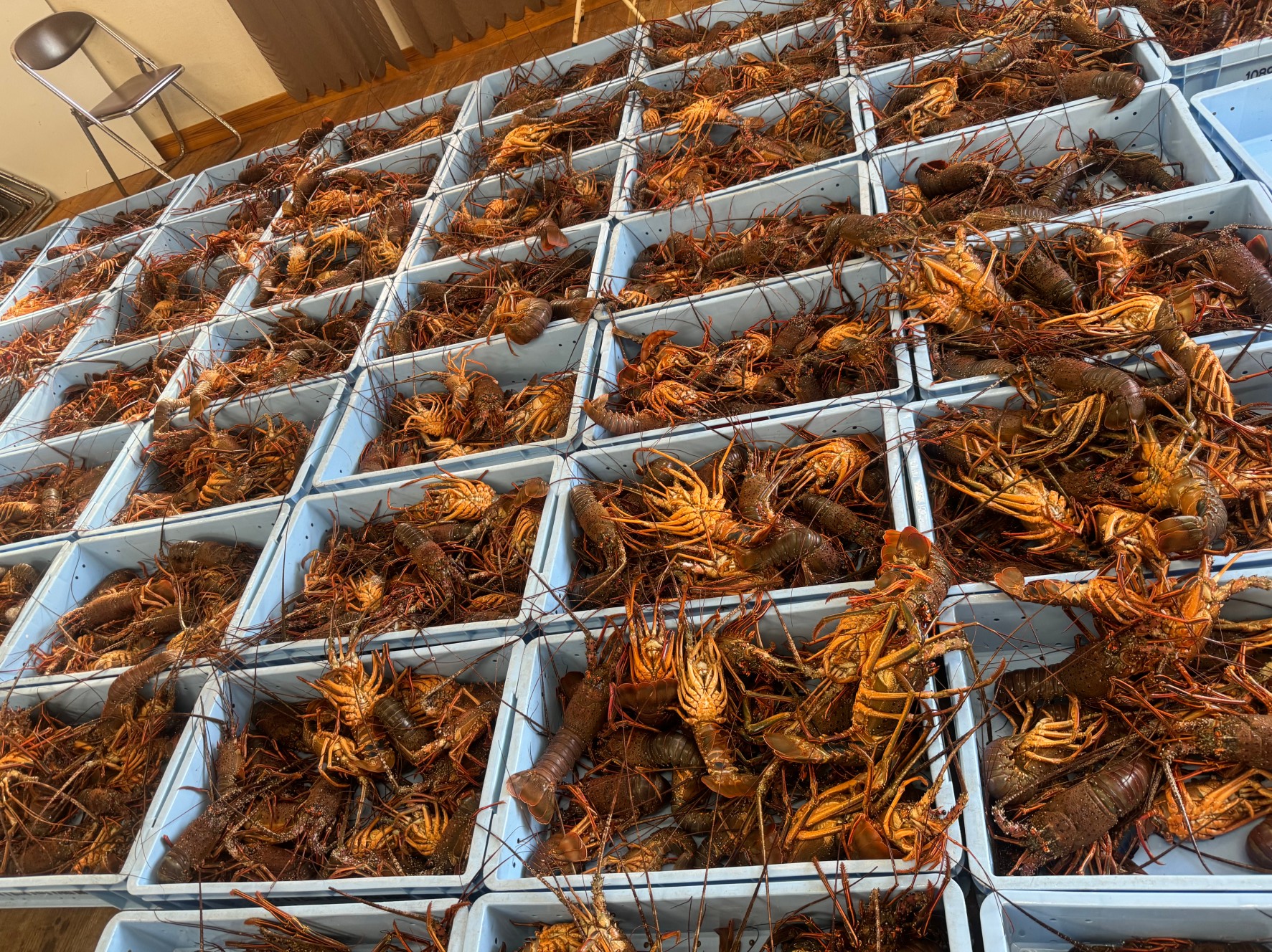 海老網漁がはじまり、連日伊勢海老が大量に水揚げされています。和歌山県みなべ町堺漁協。釣太郎