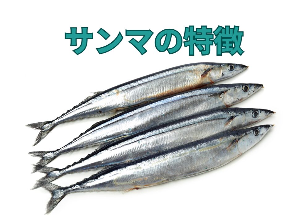 サンマの特徴説明。釣太郎