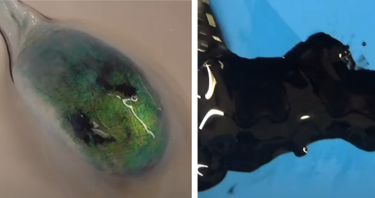 アオリイカはどんな時に墨を吐く？履くと弱るのか？釣太郎