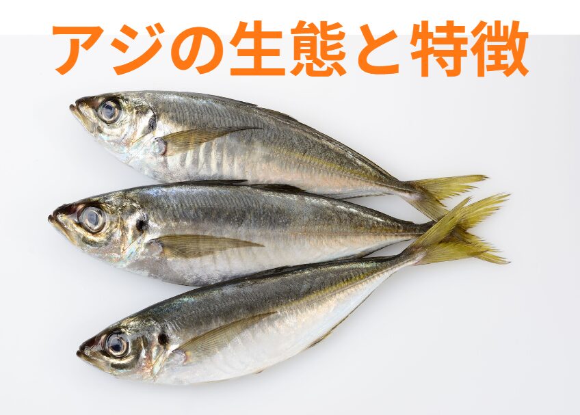 アジの生態と特徴のご説明。釣太郎