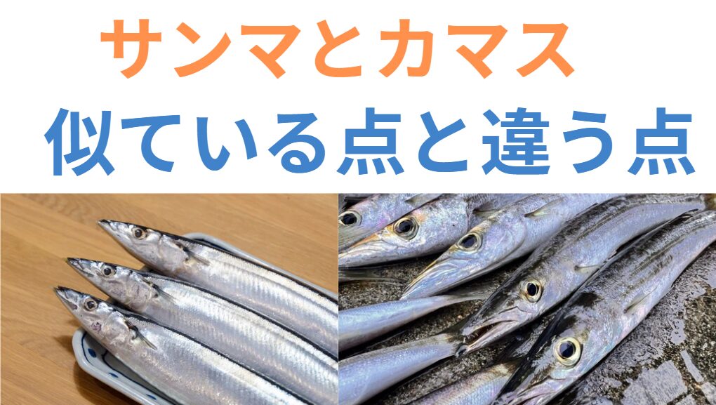 サンマとカマス。ともに体系もよく似た秋魚。何がが違う？大衆魚を比べます。釣太郎