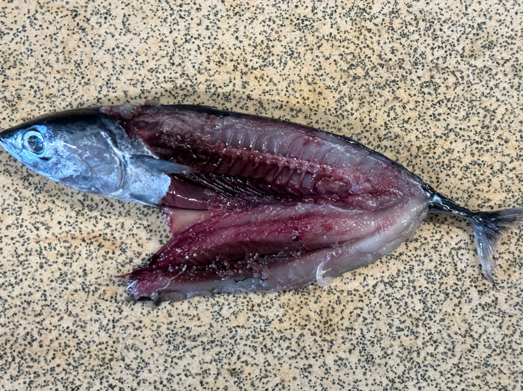 血合いが多いのがメヂカ（メジカ）の特徴。これはマルソウダ（ソウダガツオ）仔魚。血でクエを誘います。釣太郎