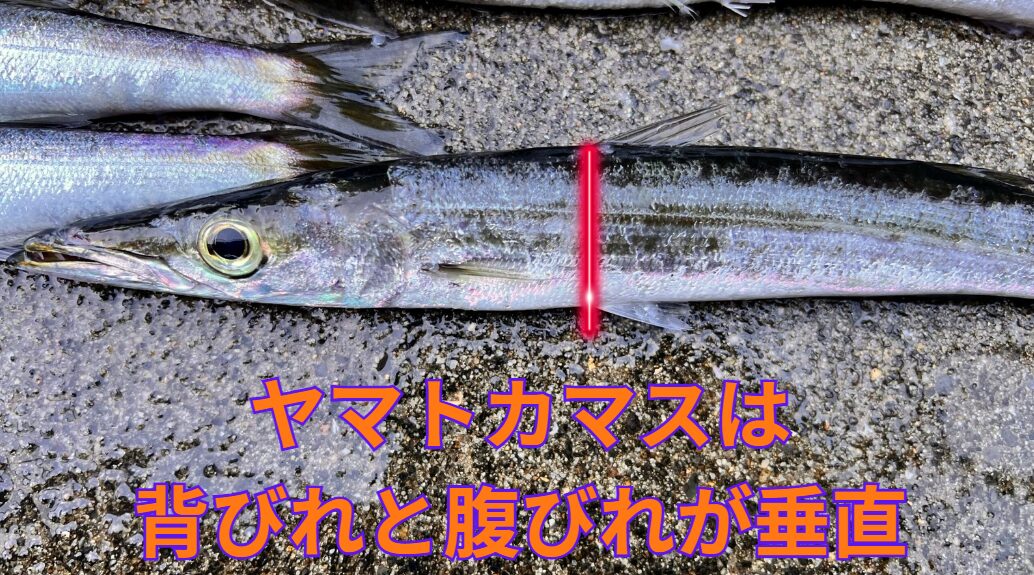 ヤマトカマスは背ビレと腹ビレが垂直。アカカマス、タイワンカマスはズレるので、違いが分かります。釣太郎魚種判断方法紹介。