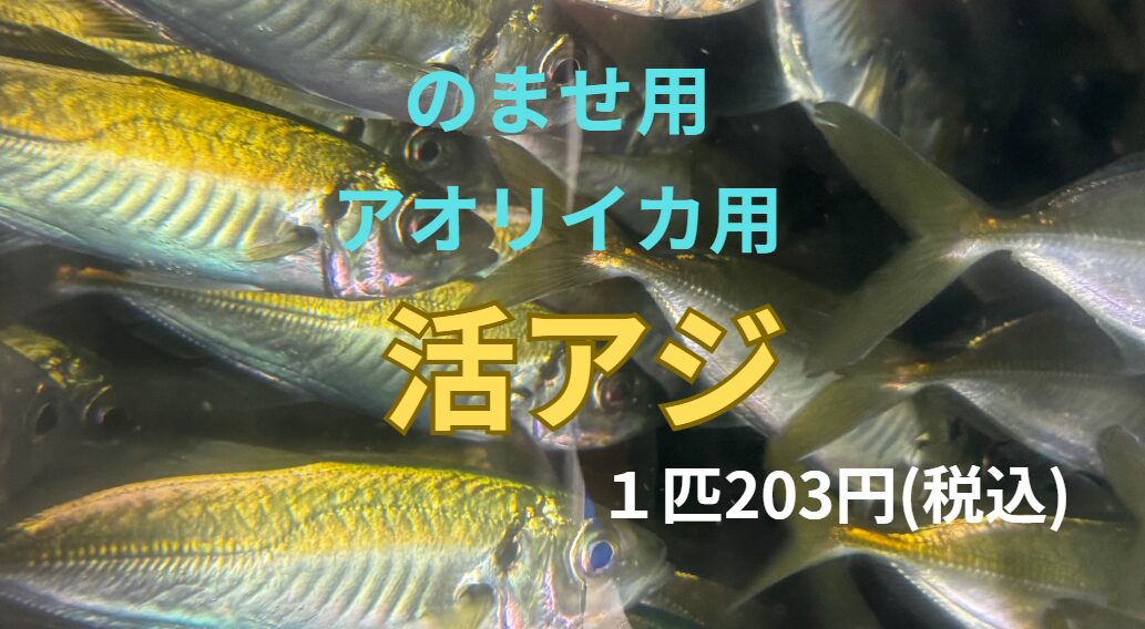 活アジ（アオリイカ＆のませ）あります。１匹２０３円。釣太郎