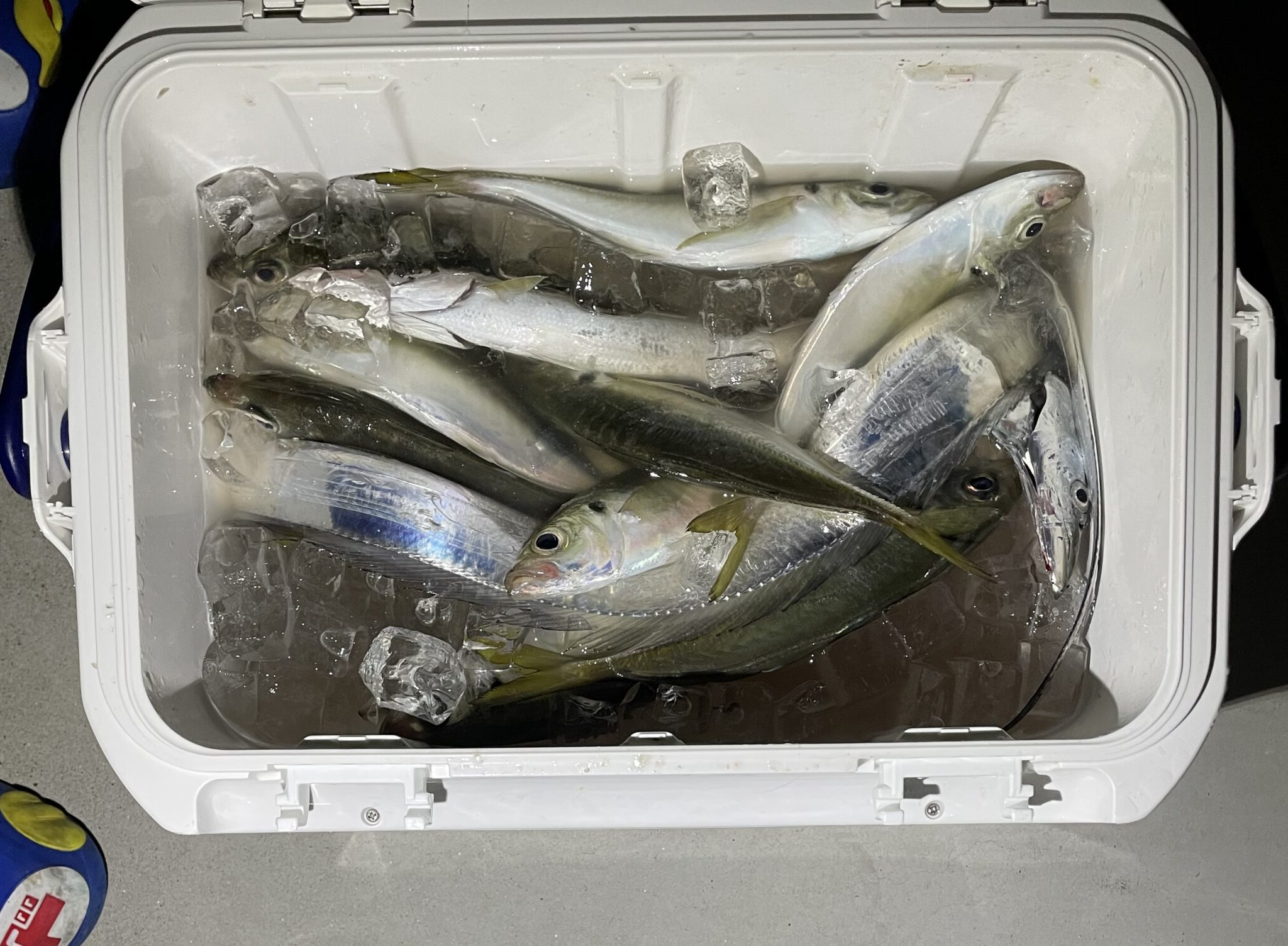 田辺沖（船）で、太刀魚釣れ始めたようです。釣太郎