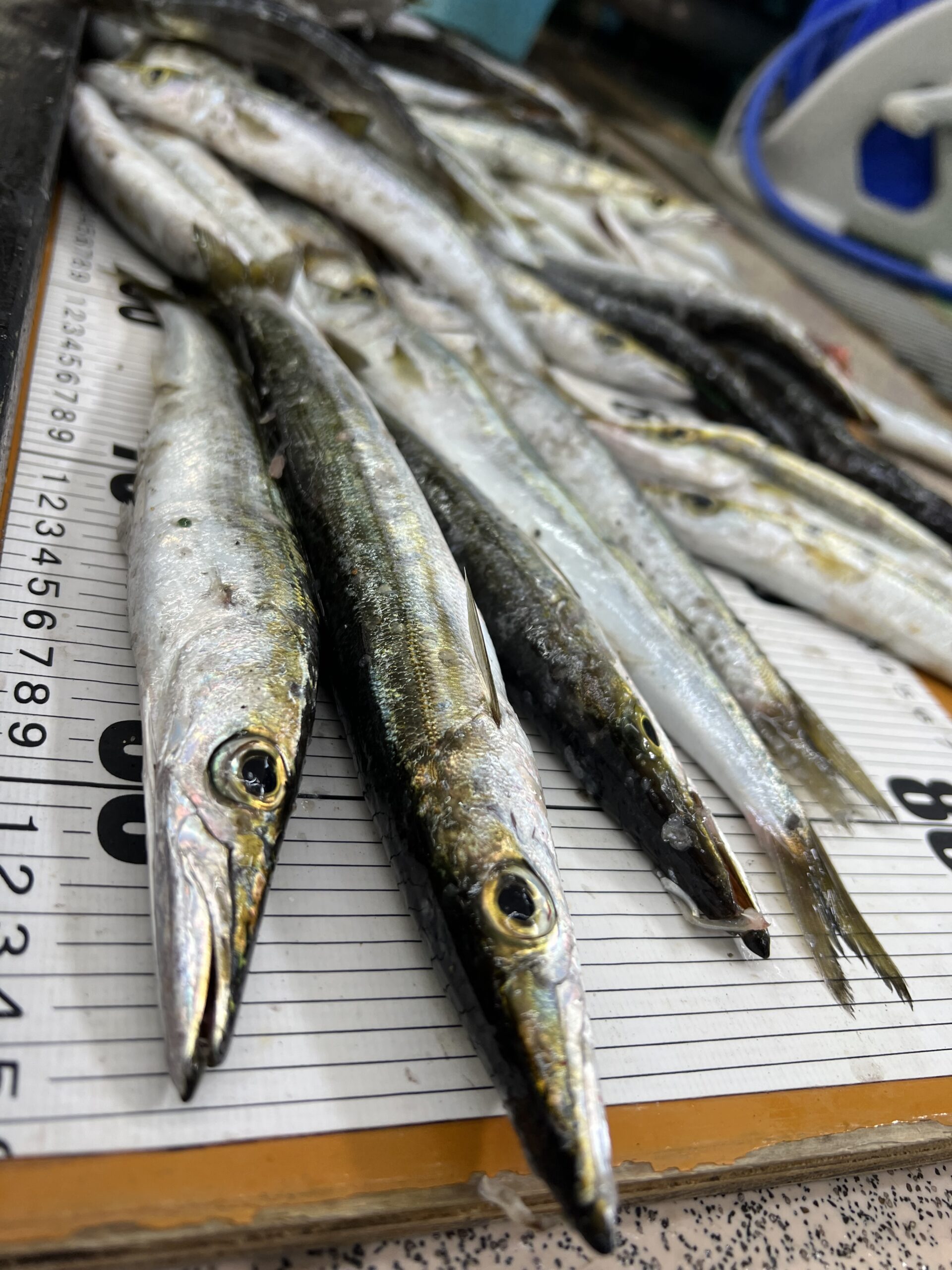 秋になるとカマスが釣れる理由説明。釣太郎