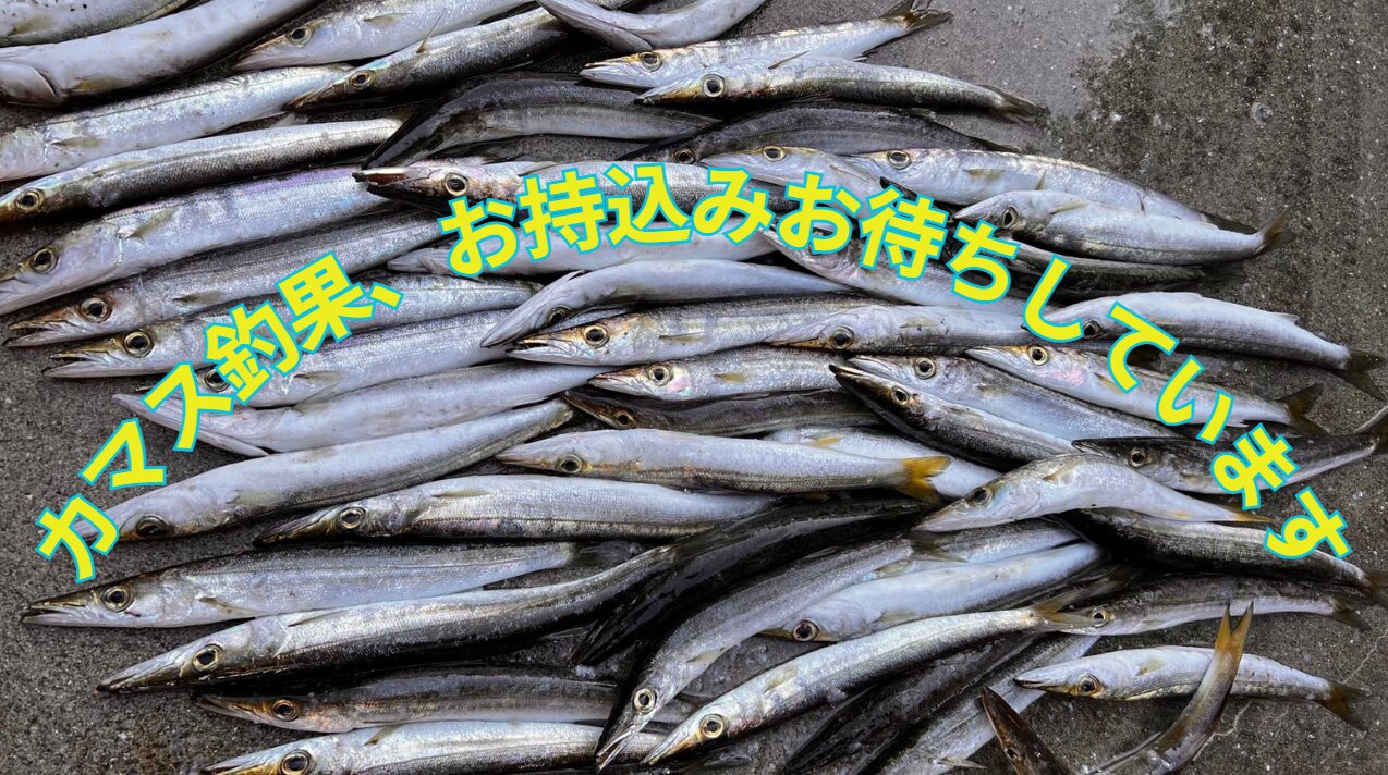 カマス釣果、お待ちしております。バラ氷サービス。