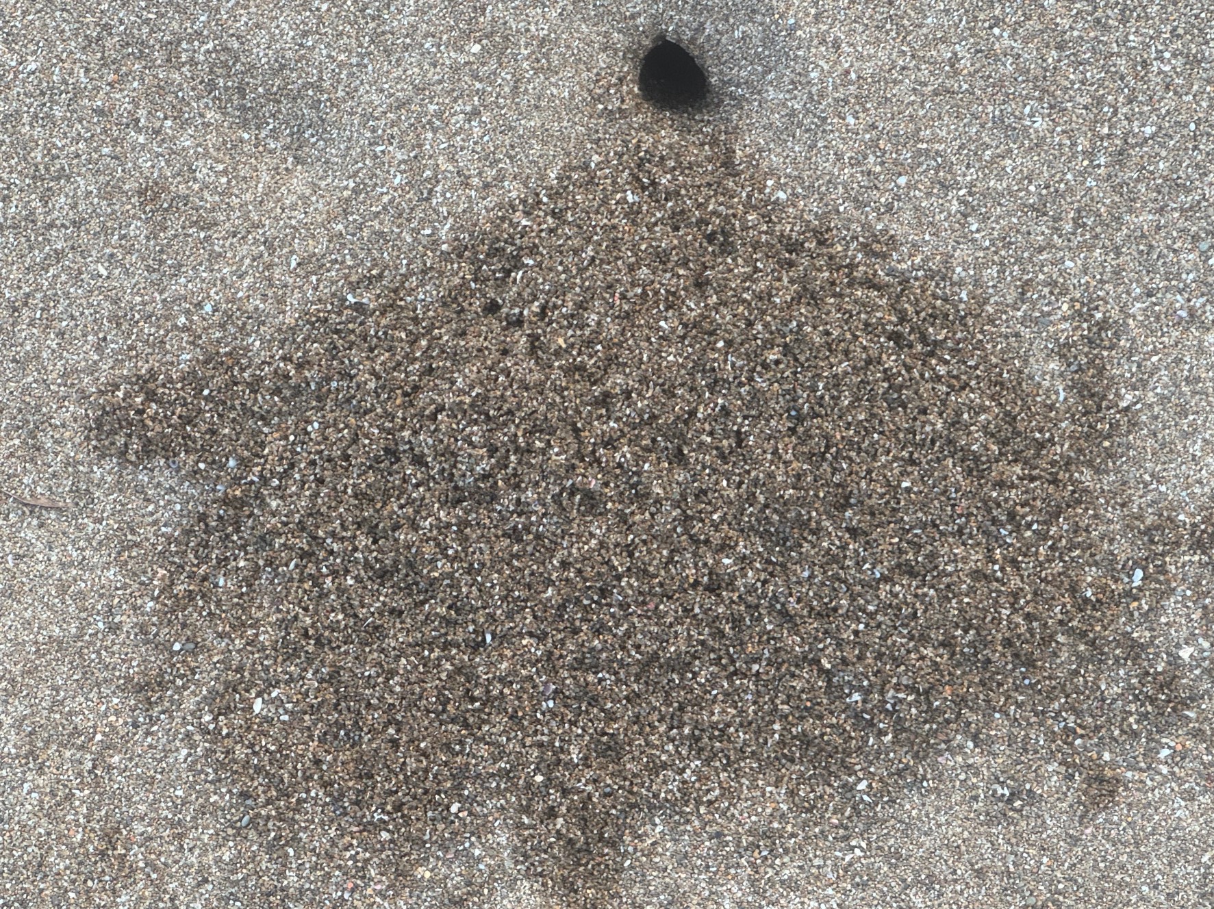 砂浜にある穴はスナガニのもの。濡れた砂は掘ったばかりの証拠。中に入って居るので、掘り当てて掴まえませんか？釣太郎