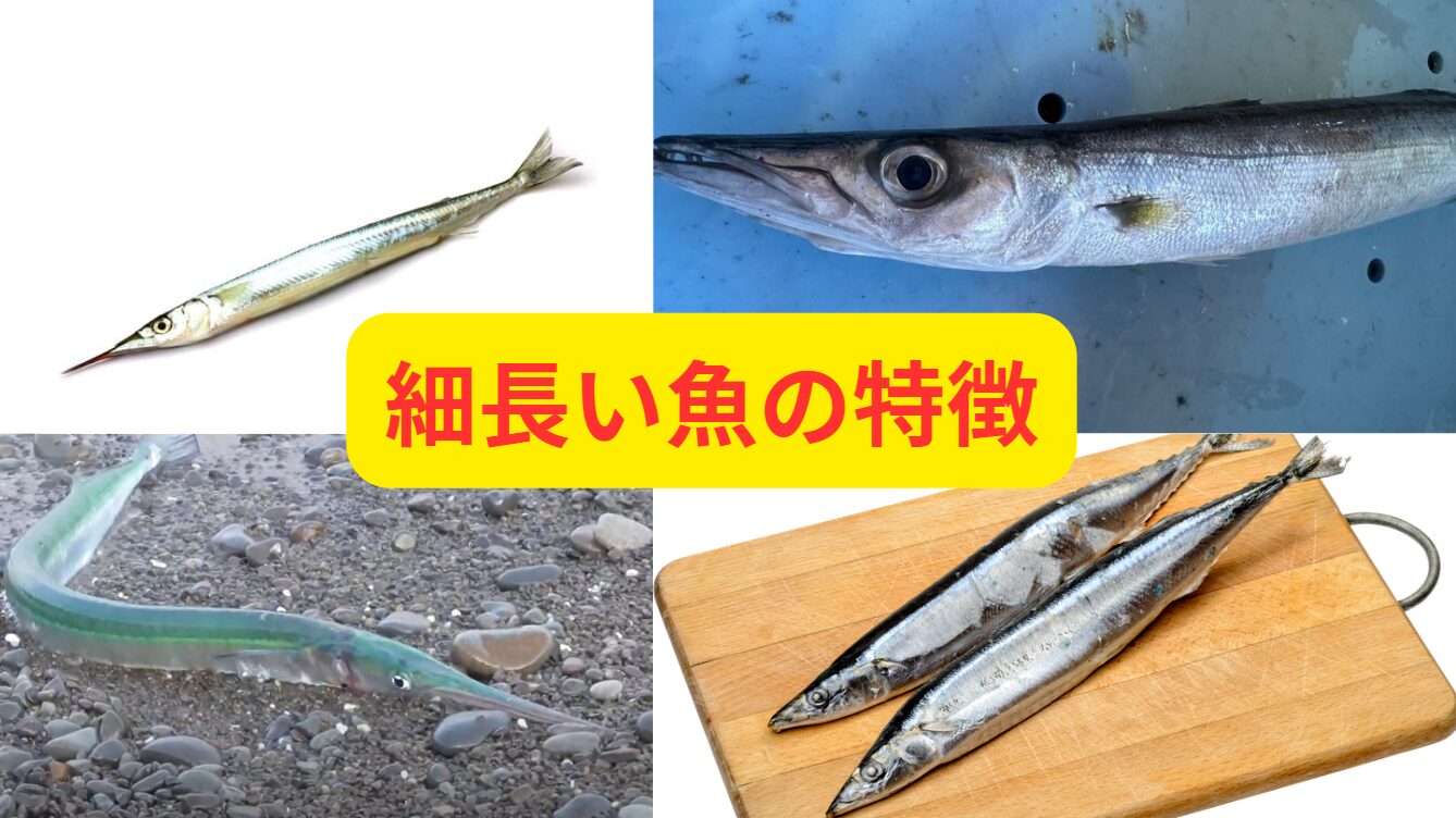 カマス、サヨリ、サンマ、ダツ、等の「細長い体形の魚」の特徴説明。釣太郎