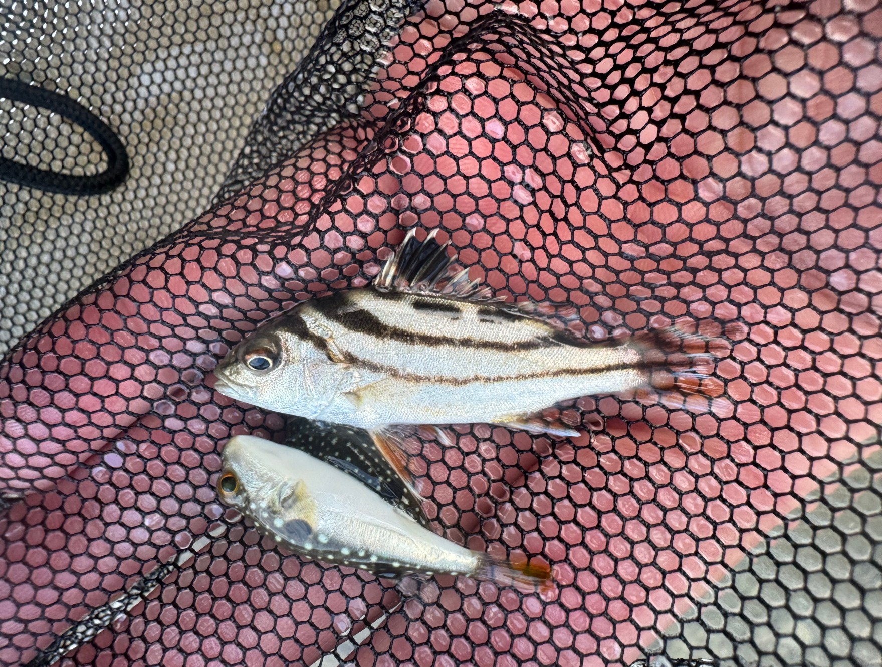 コトヒキ仔魚。南紀地方では秋のタイドプールい姿を見せますが、これを捕まえるのは至難の業。釣太郎