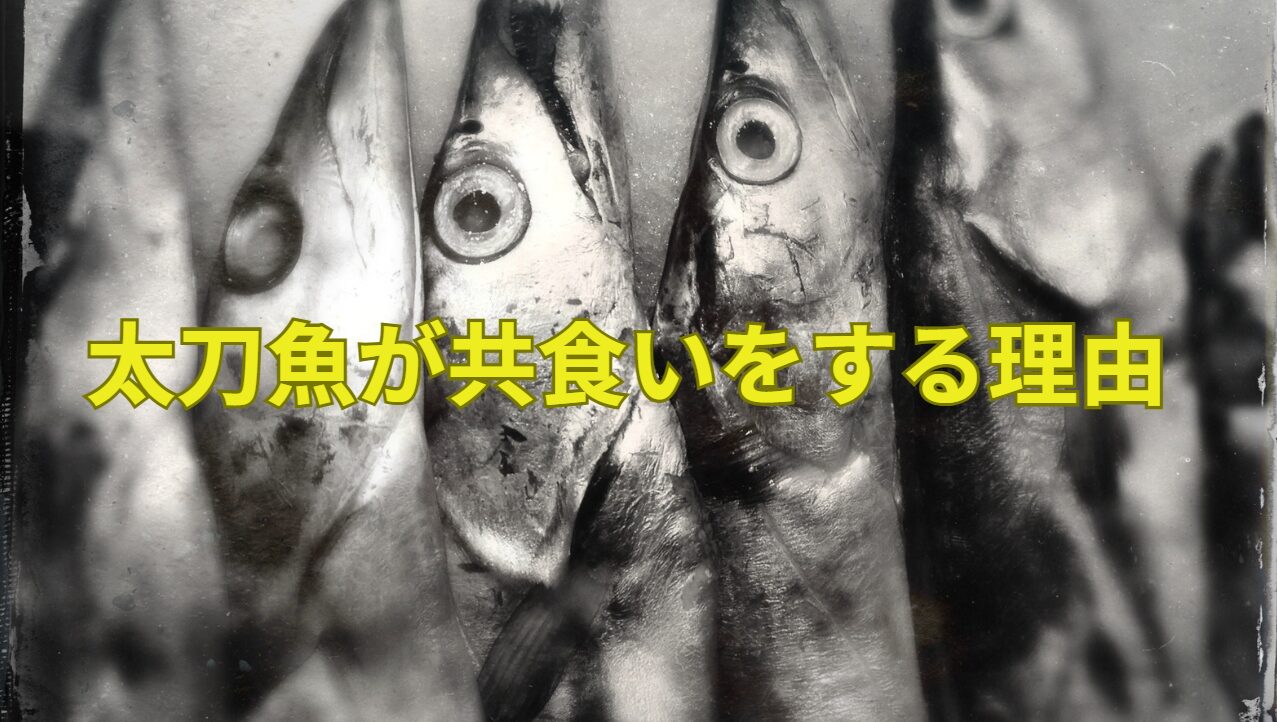 タチウオが共食い、仲間を攻撃する理由説明。釣太郎