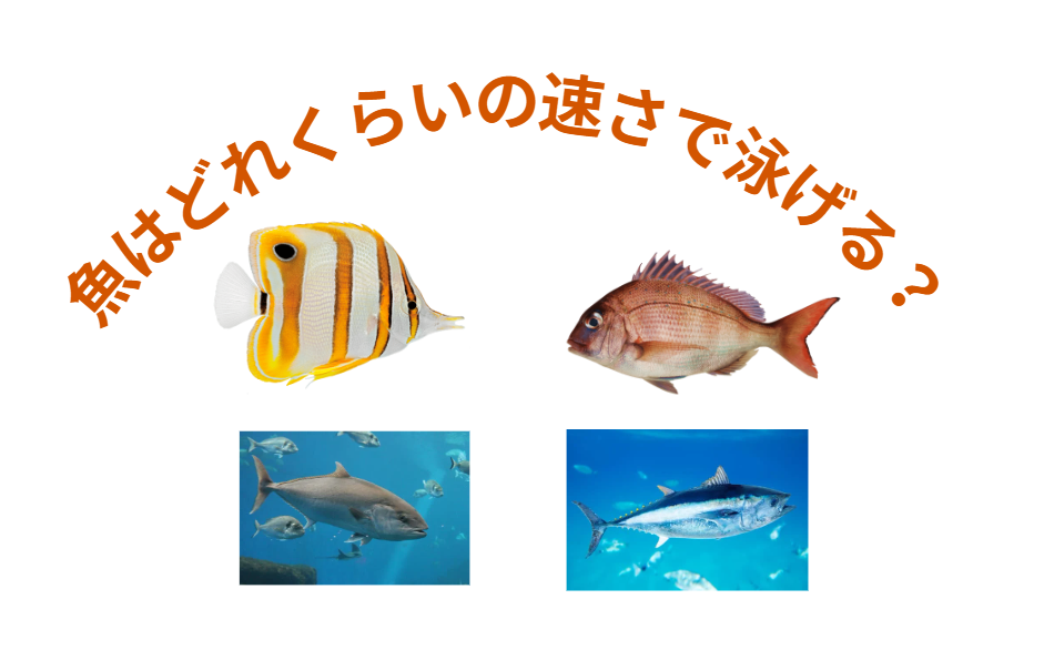 海の魚はどれくらいの速さで泳げるの？釣太郎