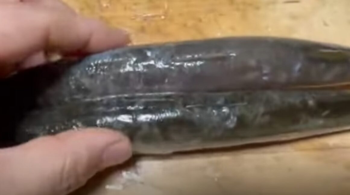 上がアカカマス（ホンカマス）、下がヤマトカマス別名ミズカマスで唐草模様がまだ残っています。釣太郎