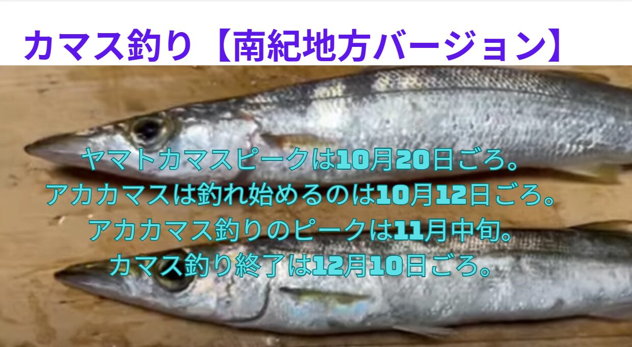 ヤマトカマスピークは10月20日ごろ。 アカカマスは釣れ始めるのは10月12日ごろ。 アカカマス釣りのピークは11月中旬。 カマス釣り終了は12月10日ごろ。釣太郎