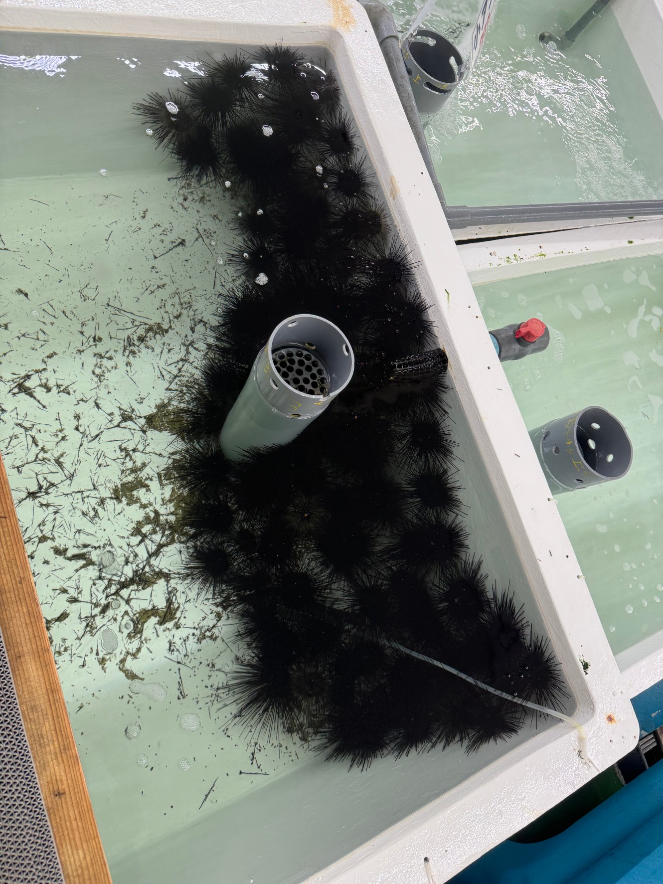 スペースがあってもウニは群れる習性があります。釣太郎