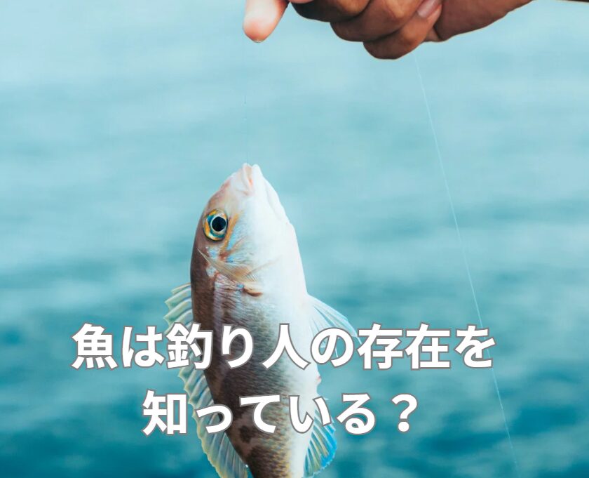 魚は釣り人や釣針の存在を、知っているのか?釣太郎