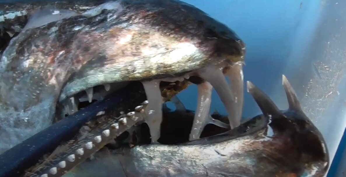 タチウオの歯は鋭くて有名だが、折れても再生する。これはほとんどの魚も同様。釣太郎