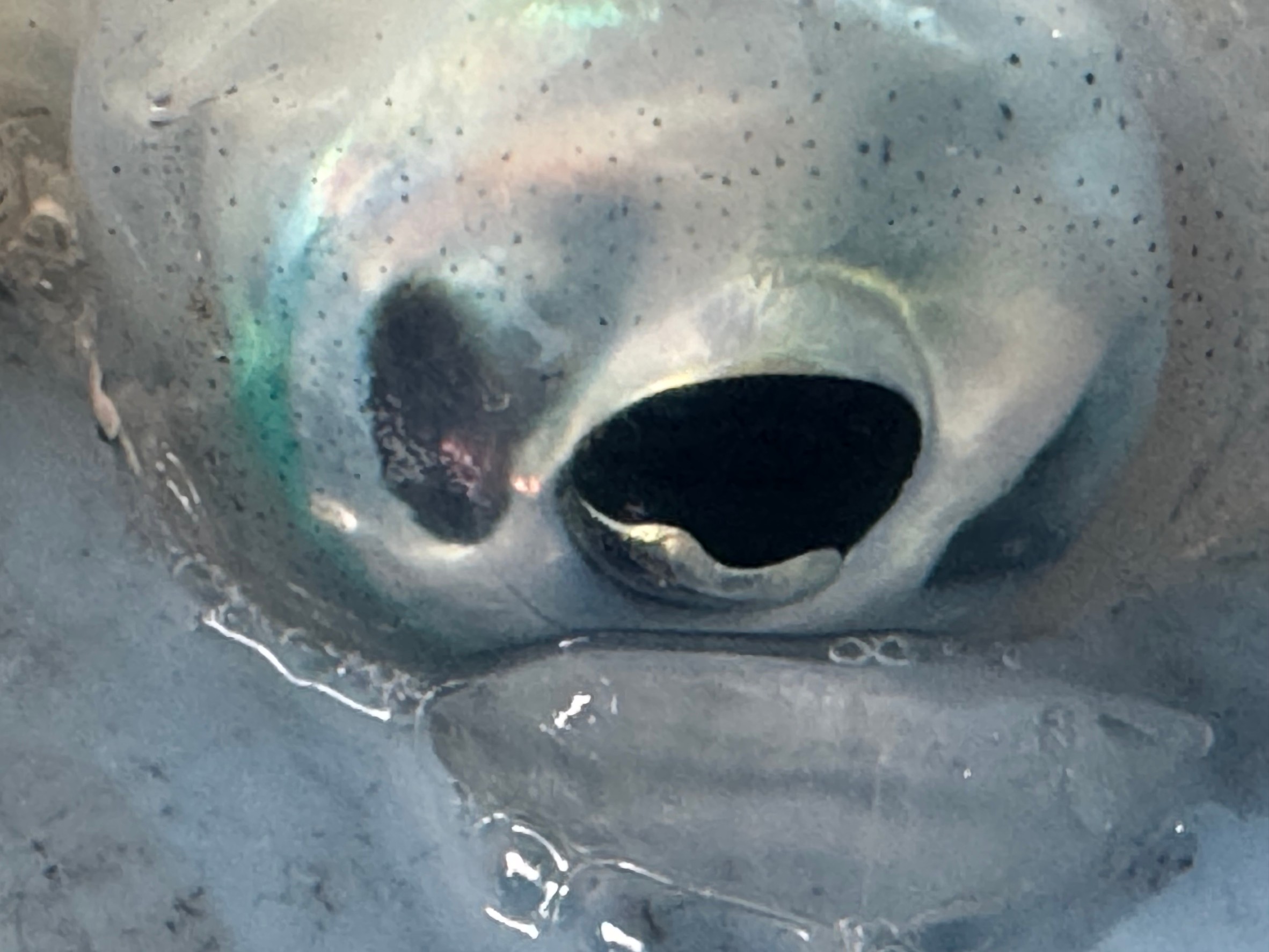 アオリイカの視力は良いことで有名だが、あの大きな目玉はどれくらい見えている?色盲は真実か?釣太郎