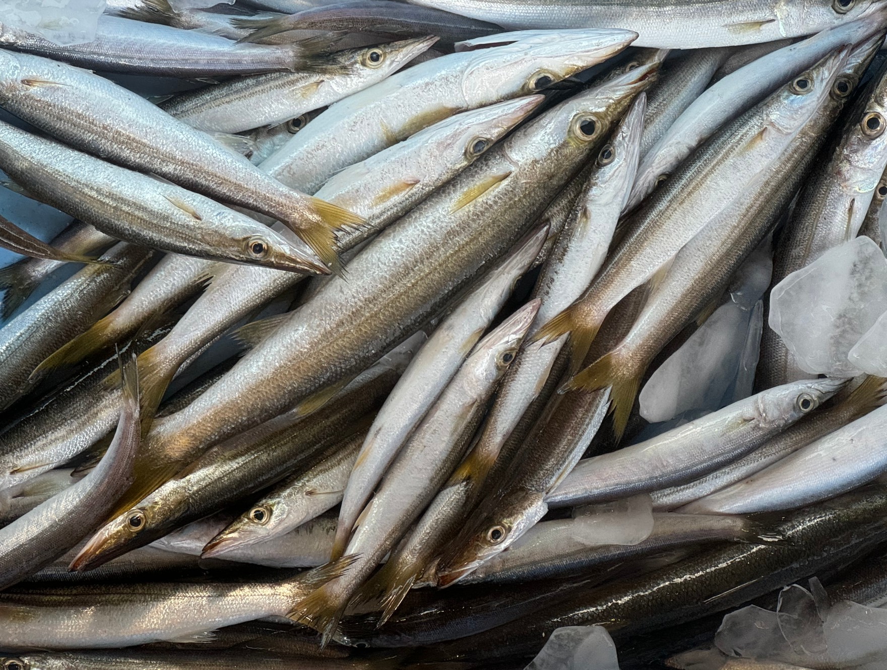 カマス底千匹、という言葉があるように大群をなす魚。秋魚としても名高い。釣太郎