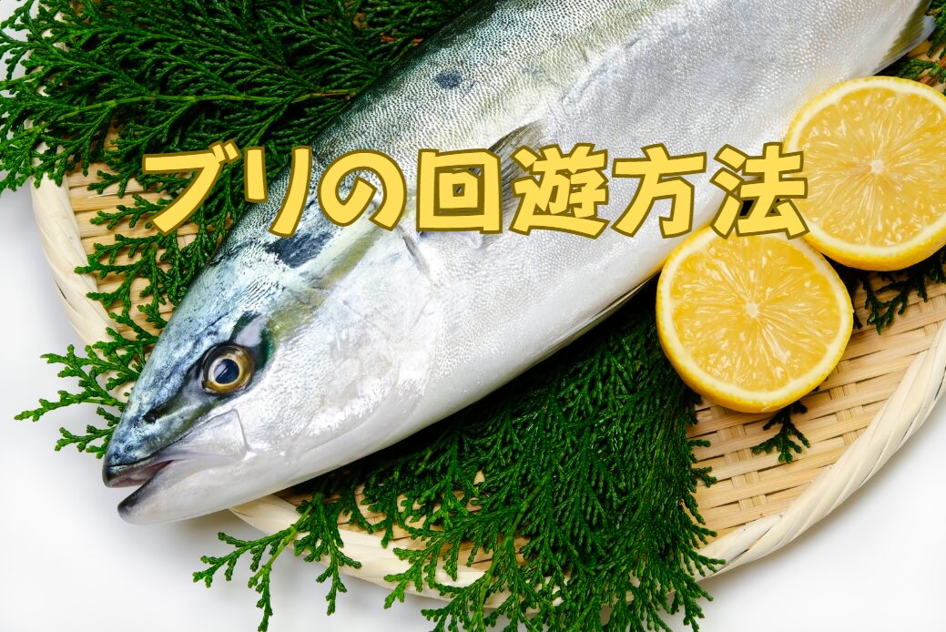 ブリの回遊方法についての詳細説明。釣太郎
