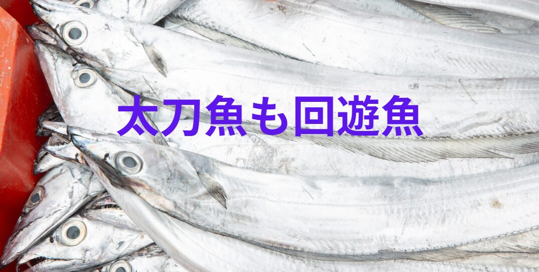 タチウオ(太刀魚)は回遊魚?釣太郎