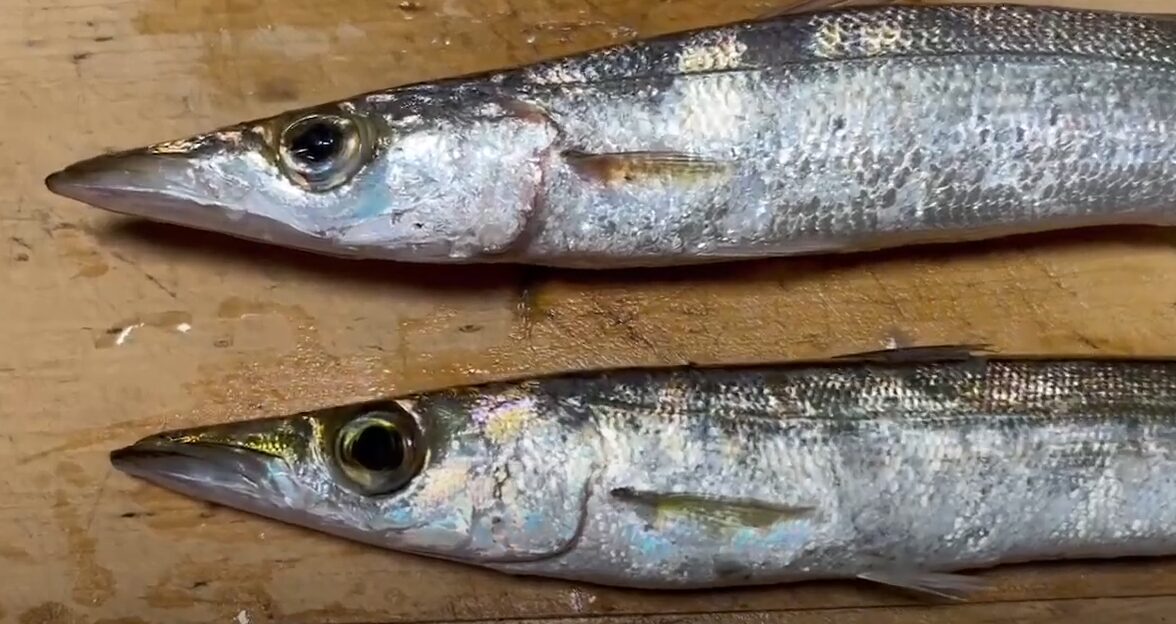 カマスはどの程度の群れで泳いでいる？どれくらい移動する？釣太郎