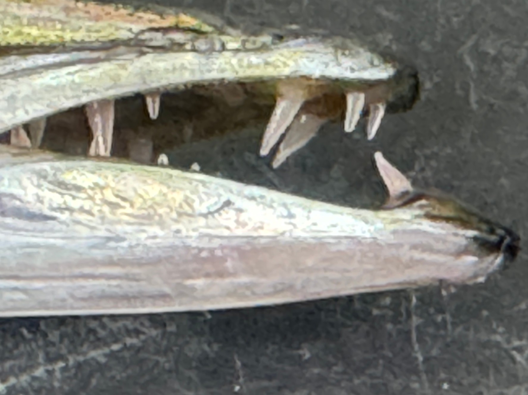 肉食魚(フィッシュイーター)特有の歯を持つカマス。釣った後は針を外す時にご注意ください。釣太郎