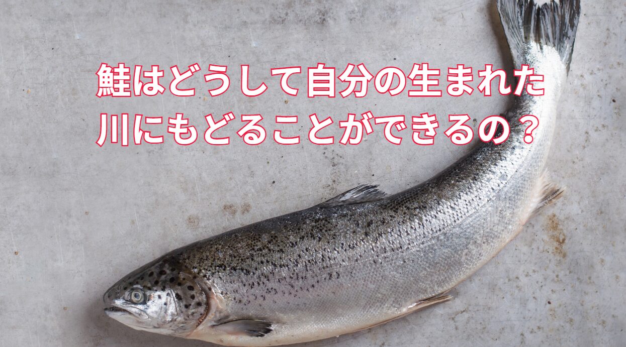鮭はなぜ自部の沼れた故郷に帰る？どうして戻ることができるのか？釣太郎
